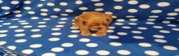 Cavapoo cani in vendita: Cavapoo cuccioli - Annuncio 7