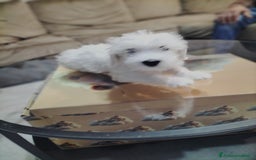 Maltese cani in vendita: Maltese  - Immagine 3