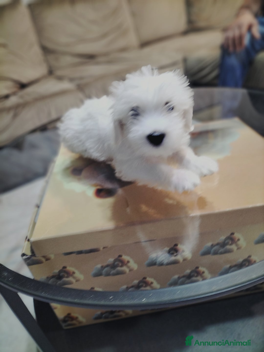 Maltese cani in vendita: Maltese  - Immagine 3