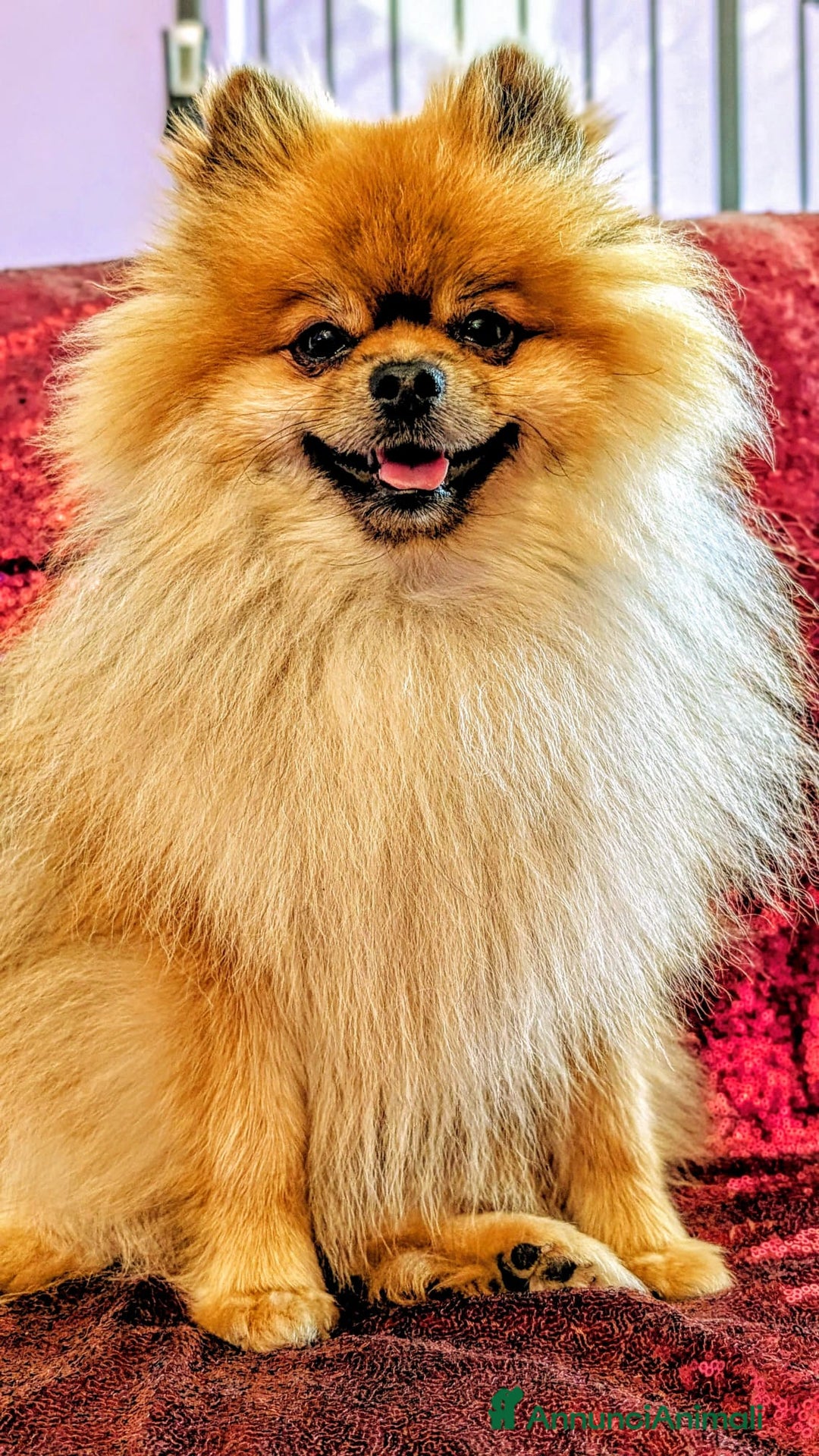 Volpino Pomerania cani in vendita: Volpino pomerania - Annuncio 12