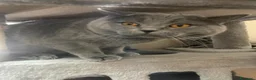 Scottish gatti in vendita: Scotish fold straight  a Città Metropolitana di Venezia - Annuncio 1