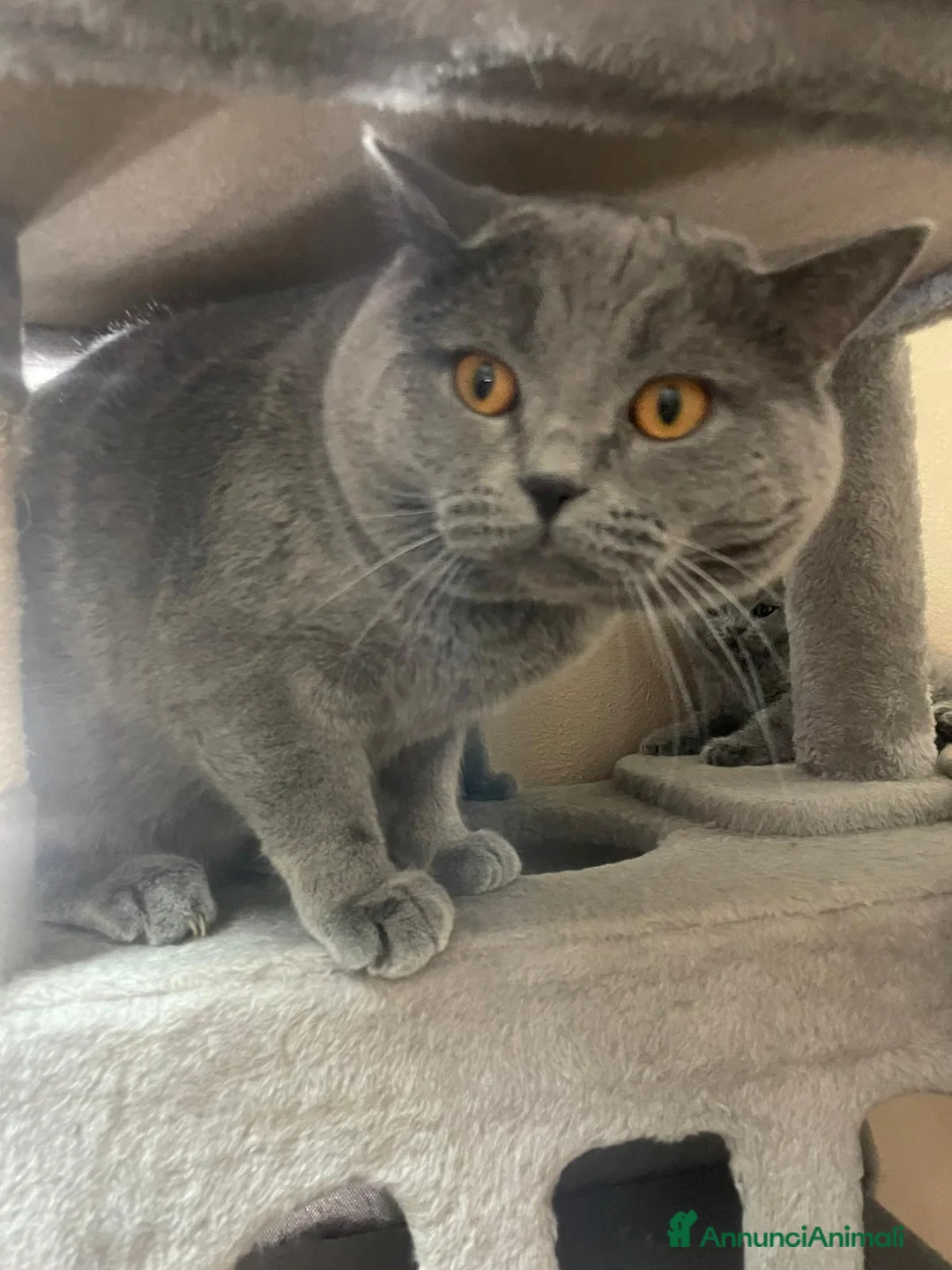 Scottish gatti in vendita: Scotish fold straight  a Città Metropolitana di Venezia - Annuncio 1