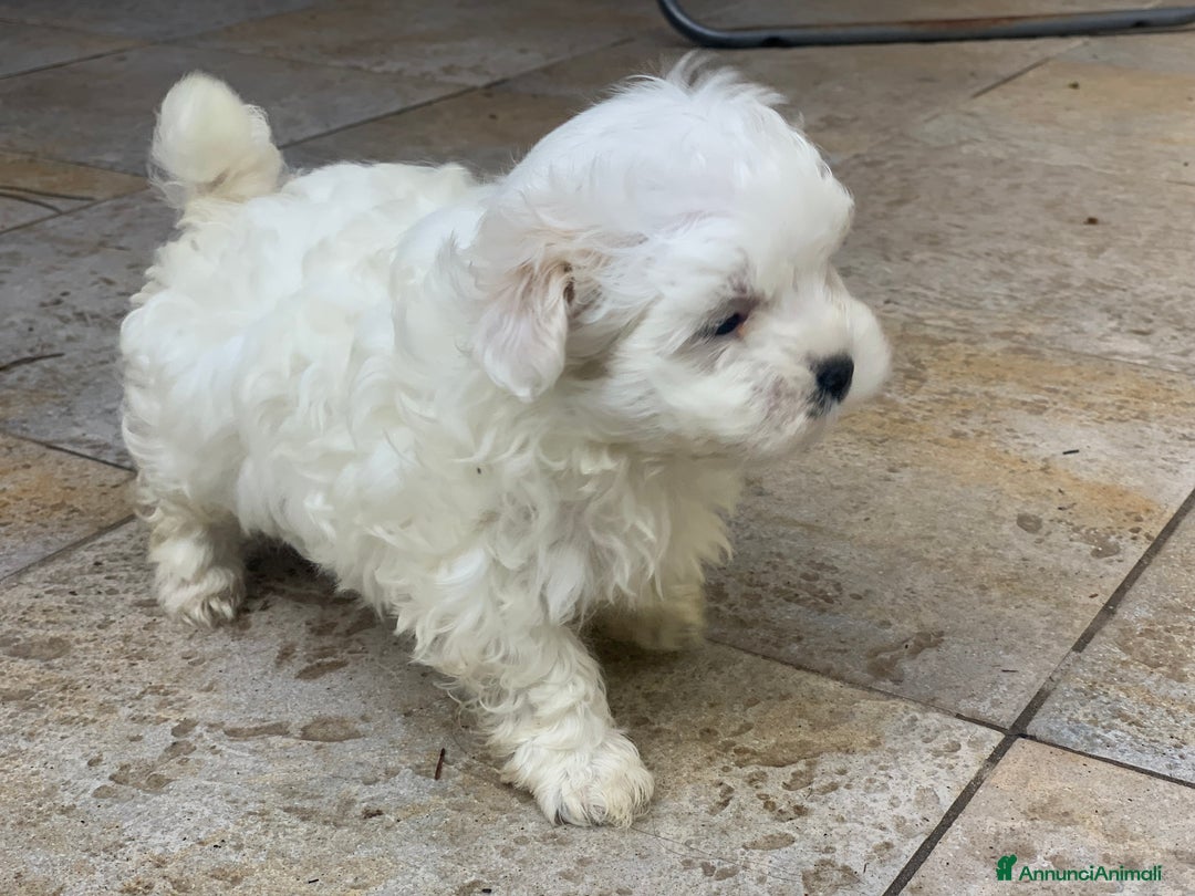 Maltese cani in vendita: Cane Maltese - Annuncio 2