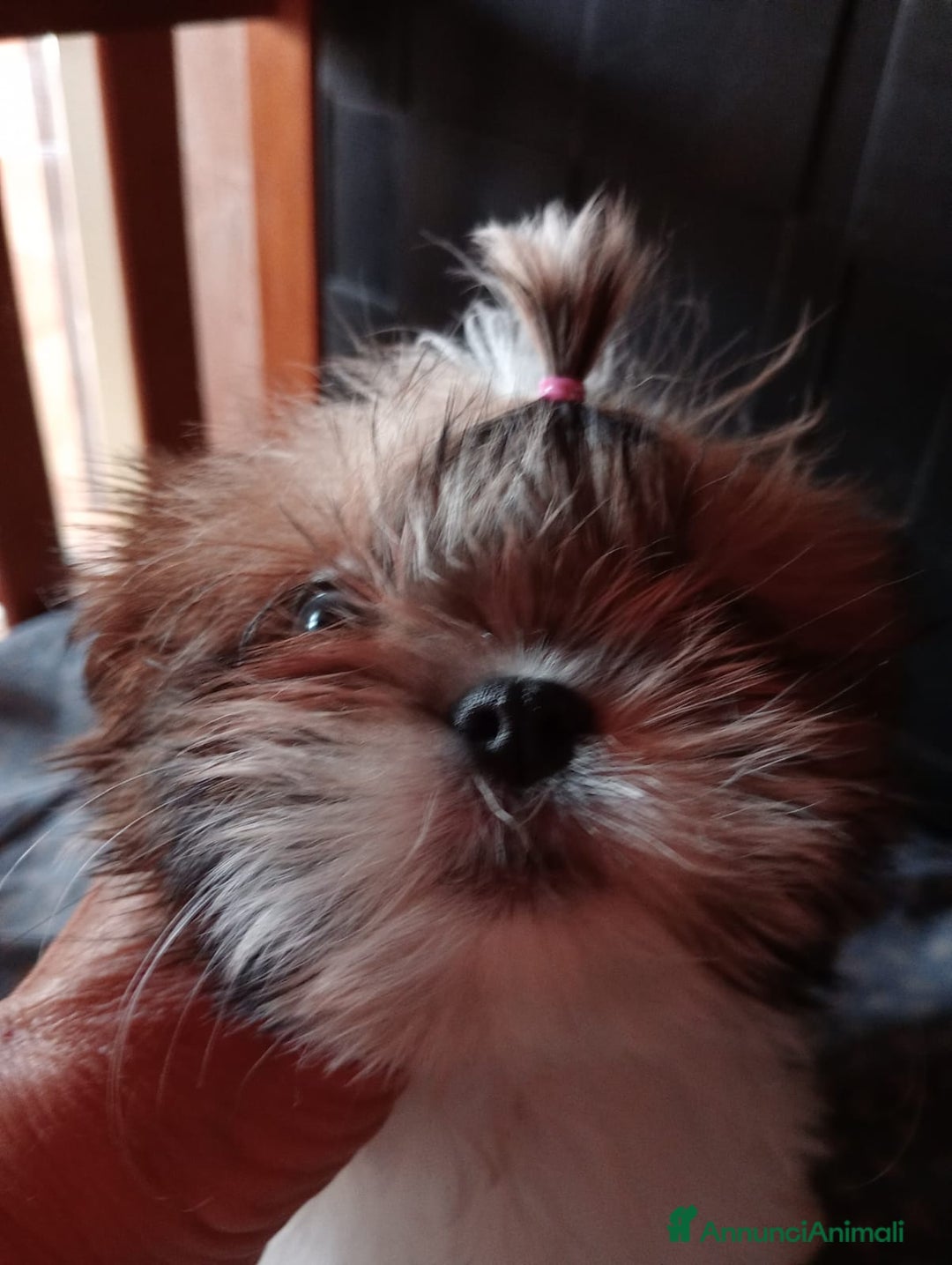 Shih Tzu cani in vendita: Cuccioli di shih Tzu  - Annuncio 12