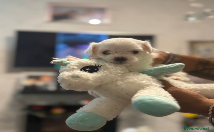 Maltese cani a Provincia di Pisa - Annuncio 2