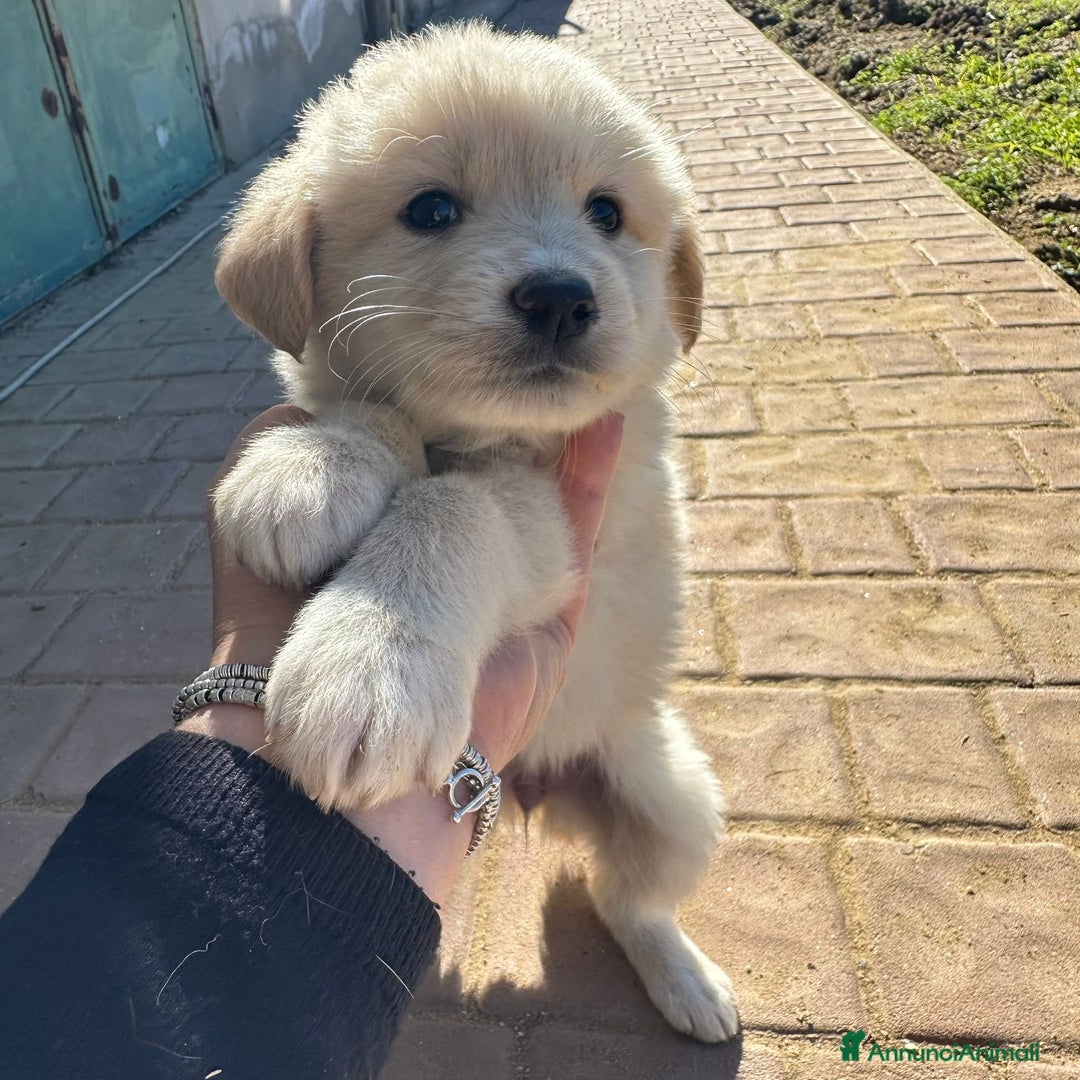 Meticcio cani in regalo: SHIVA🩷-cucciola di 1 mese, pastore cerca casa - Annuncio 3