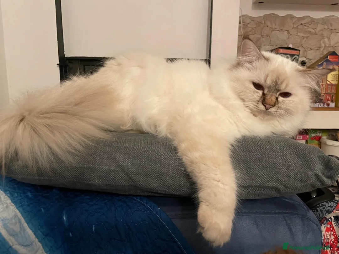Sacro di Birmania gatti in vendita: CUCCIOLI SACRO BIRMANIA BOLOGNA - Annuncio 2
