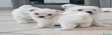 Maltese 2