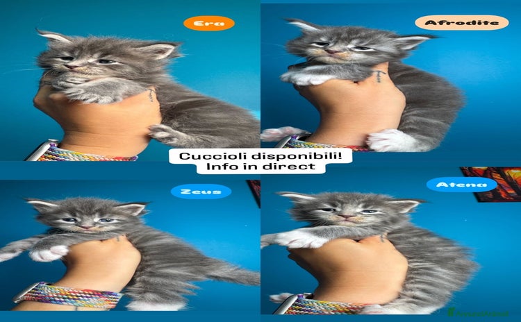 Maine Coon gatti - Annuncio 1