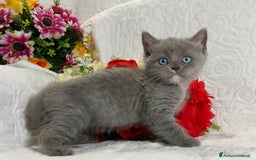 Scottish gatti in vendita: Scottish Straight bellezza rara  a Città Metropolitana di Torino - Immagine 7