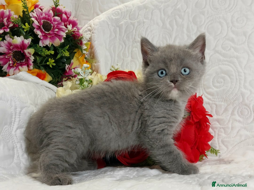 Scottish gatti in vendita: Scottish Straight bellezza rara  a Città Metropolitana di Torino - Immagine 7