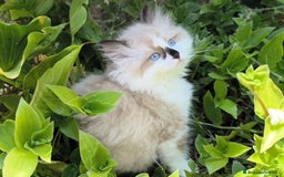 Ragdoll gatti in vendita: Cucciola Ragdoll con pedigree  a Città metropolitana di Roma Capitale - Immagine 3