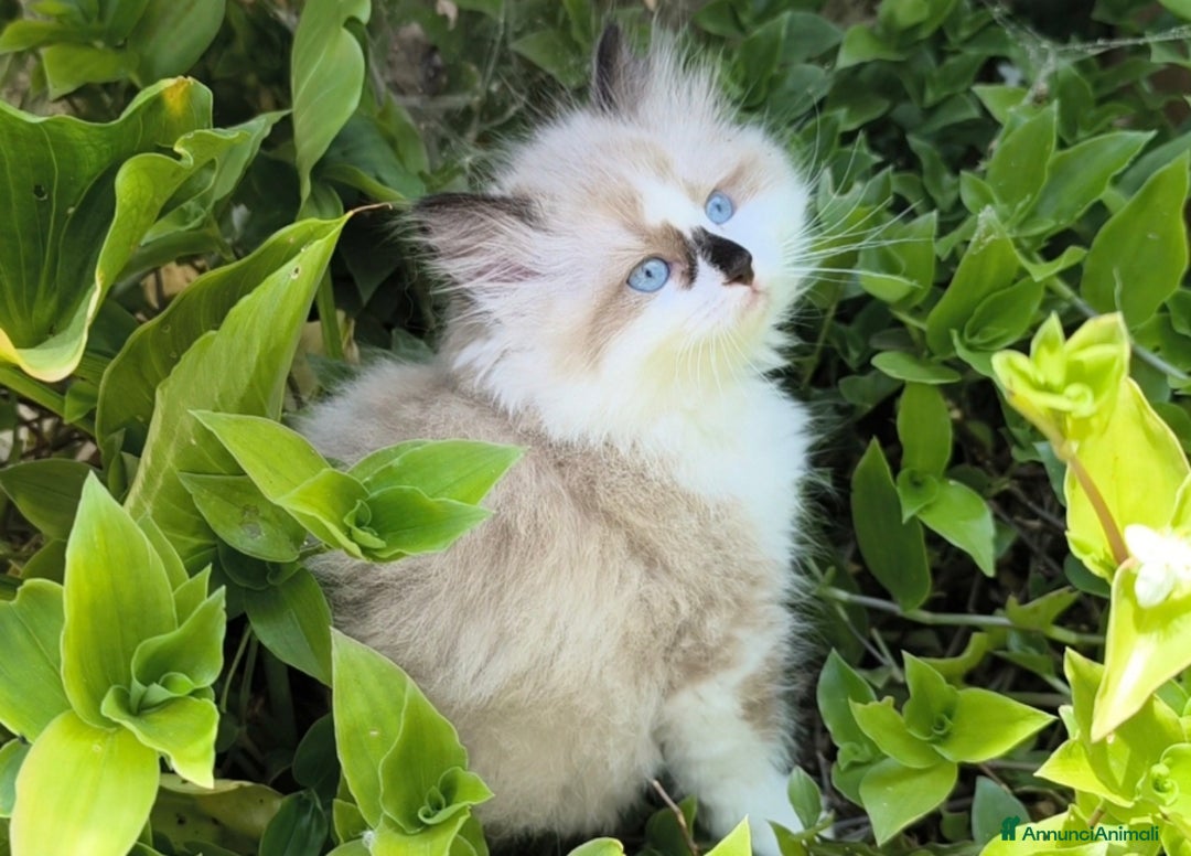 Ragdoll gatti in vendita: Cucciola Ragdoll con pedigree  a Città metropolitana di Roma Capitale - Immagine 3
