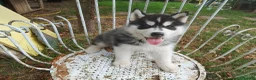 Husky cani in vendita: Siberian husky  - Annuncio 6