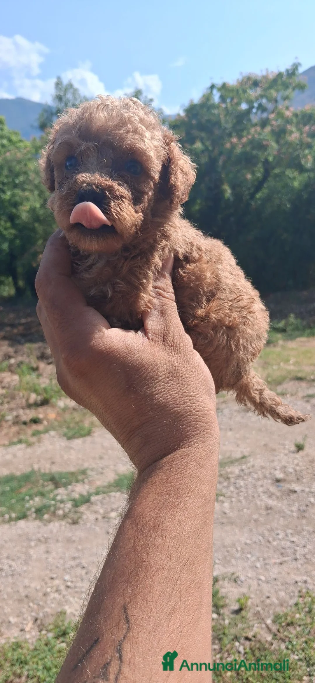 Barboncino Toy cani in vendita: Cuccioli di barboncino  mini mini toy  a Città metropolitana di Roma Capitale - Annuncio 2