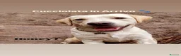 Labrador cani in vendita: Labrador cuccioli a Provincia di Bergamo - Annuncio 1