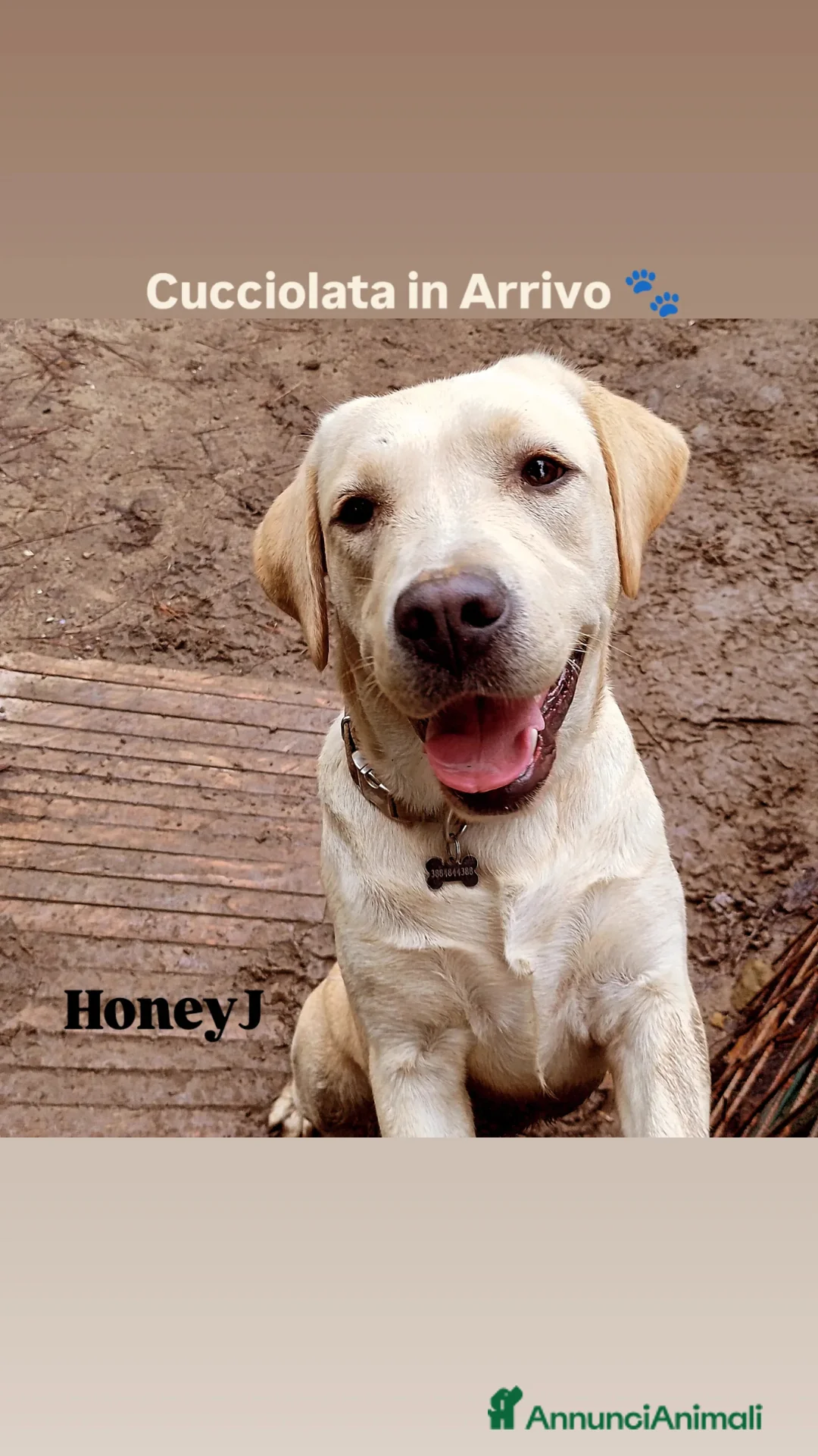 Labrador cani in vendita: Labrador cuccioli a Provincia di Bergamo - Annuncio 1