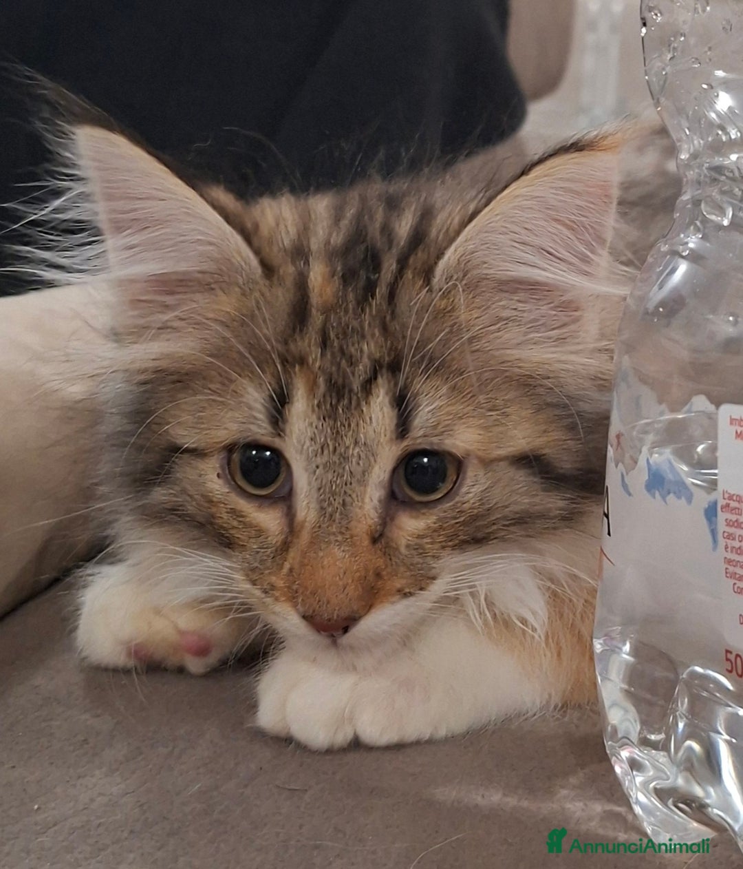 Norvegese gatti in vendita: Norvegesi cuccioli  - Annuncio 5