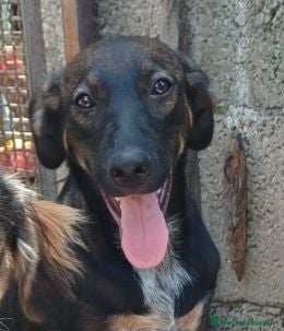 Meticcio cani ORAZIO affettuoso e coccolone! 2anni  - Annuncio 1