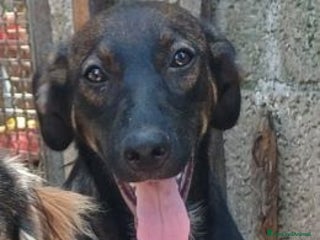 Meticcio cani ORAZIO affettuoso e coccolone! 2anni - Annuncio 1