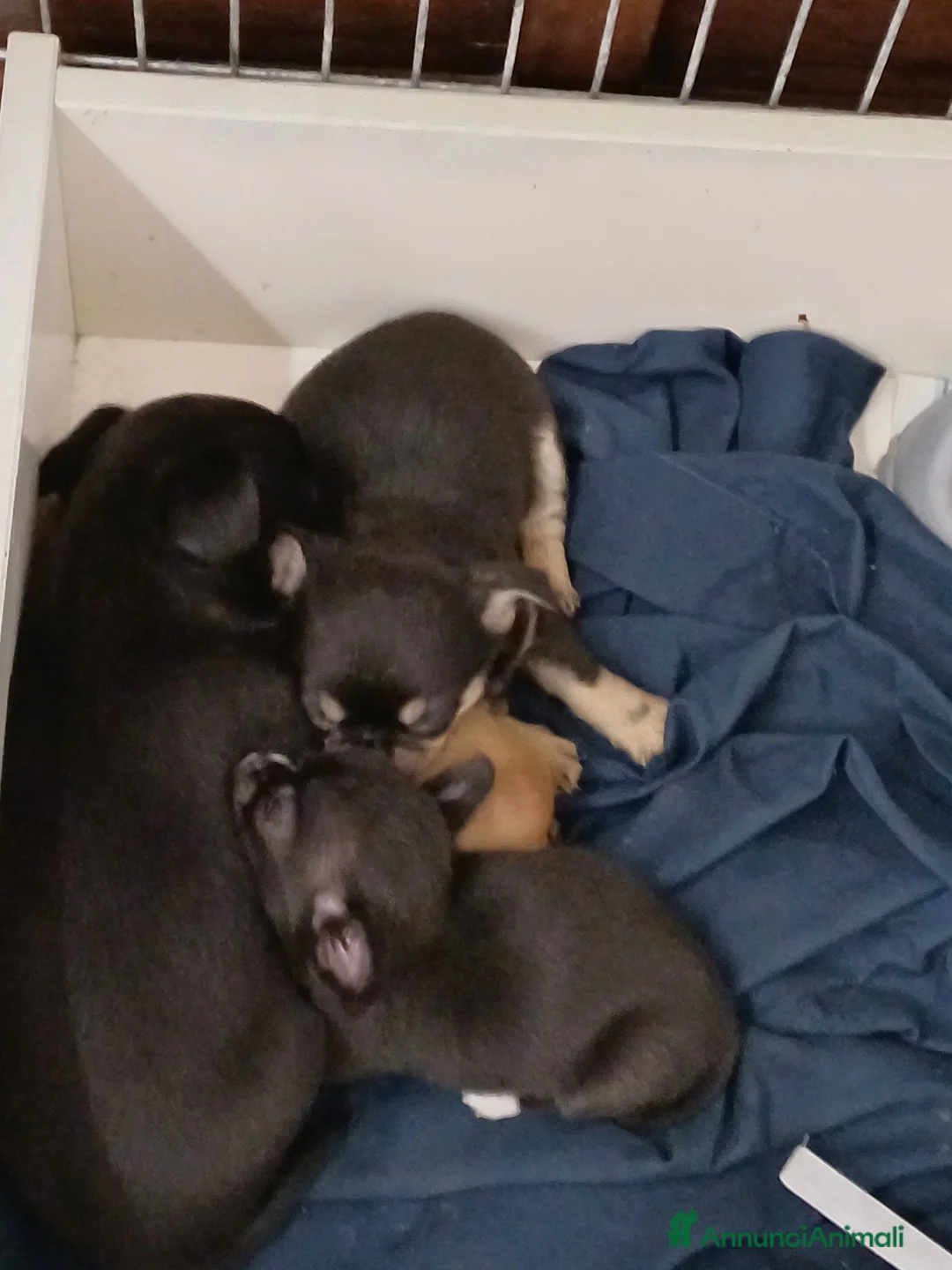 Chihuahua cani in vendita: Chihuahua  - Annuncio 3