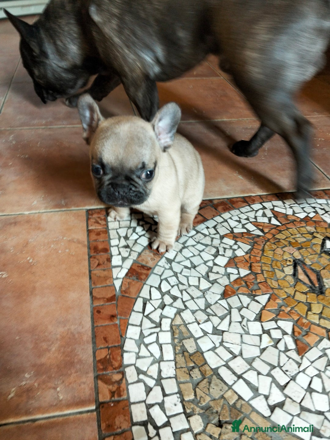 Bulldog Francese cani in vendita: BULLDOG FRANCESE  - Annuncio 3