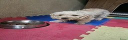 Meticcio cani in regalo: Romina: cucciolotta taglia piccola socievole  - Annuncio 10