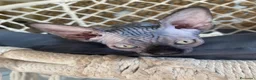 Sphynx gatti in vendita: Cuccioli Sphynks  - Annuncio 14