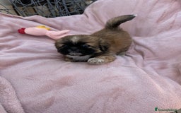 Pechinese cani in vendita: Cuccioli pechinese  a Рим - Immagine 6