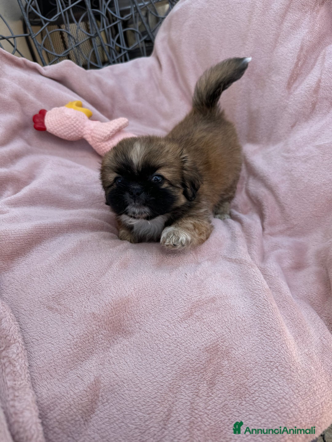 Pechinese cani in vendita: Cuccioli pechinese  a Рим - Immagine 6