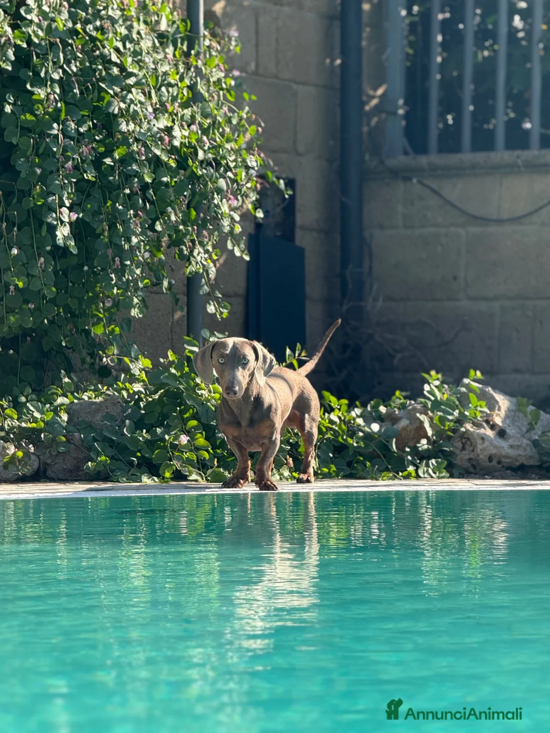 Bassotto cani per accoppiamento: Martino cerca fidanzata Napoli e provincia  a Città Metropolitana di Napoli - Annuncio 2