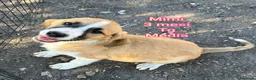 Meticcio cani in regalo: TANTI CUCCIOLI SOLI  a Provincia di Vicenza - Annuncio 4
