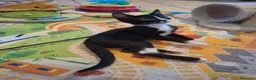 Meticcio gatti in regalo: 3 mesi, nata in casa, mamma FIV FELV negativa  - Annuncio 1