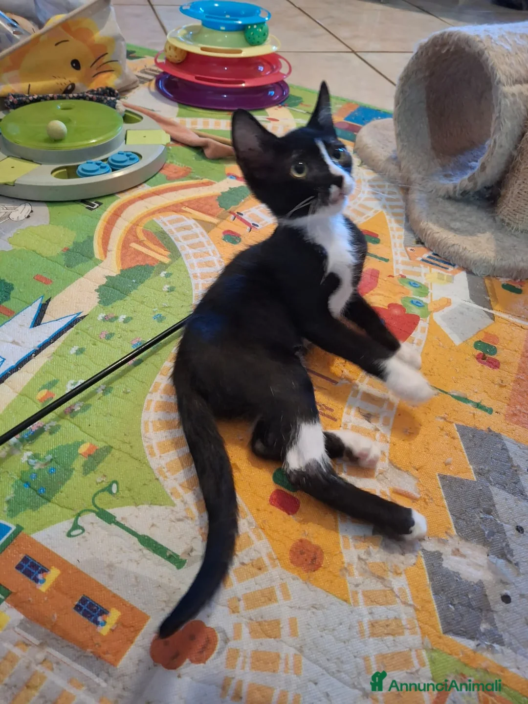 Meticcio gatti in regalo: 3 mesi, nata in casa, mamma FIV FELV negativa  - Annuncio 1