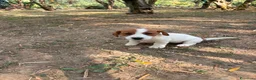 Jack Russell cani in vendita: Cuccioli Jack Russell  Pelo Liscio con Pedigree - Annuncio 9