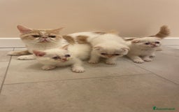Scottish gatti in vendita: Affettuosi cuccioli Scottish foldex shorthair a Provincia di Rimini - Immagine 1