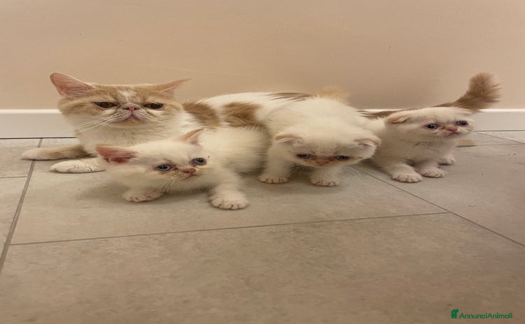 Scottish gatti a Provincia di Rimini - Annuncio 2