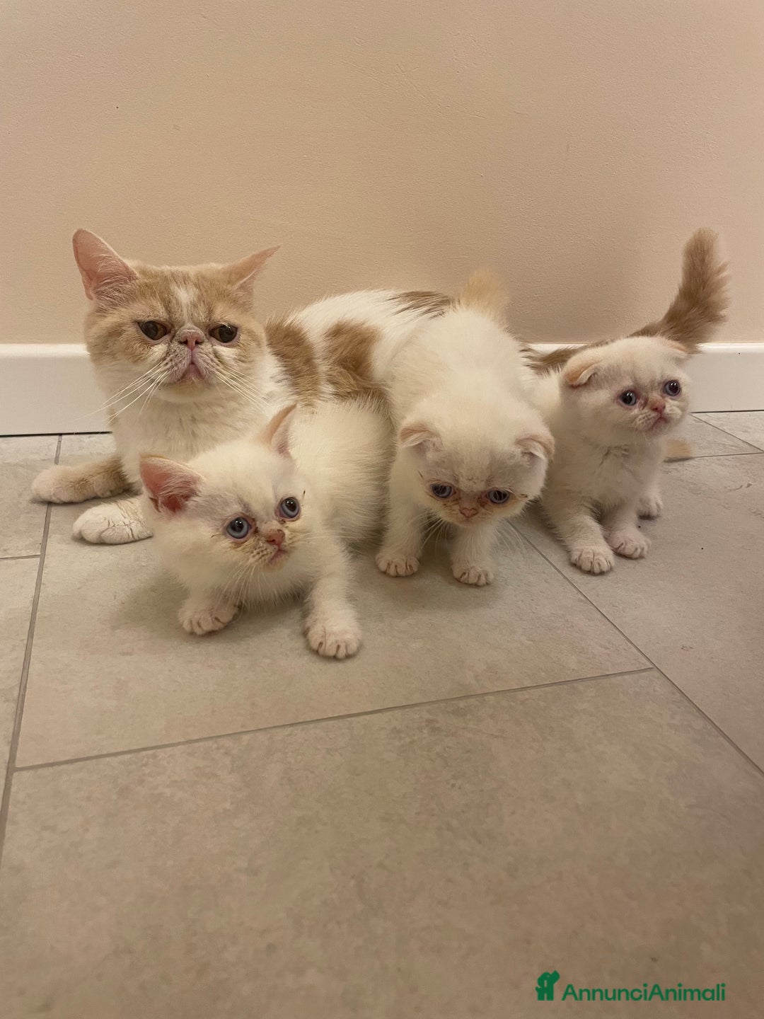 Scottish gatti in vendita: Affettuosi cuccioli Scottish foldex shorthair a Provincia di Rimini - Immagine 1