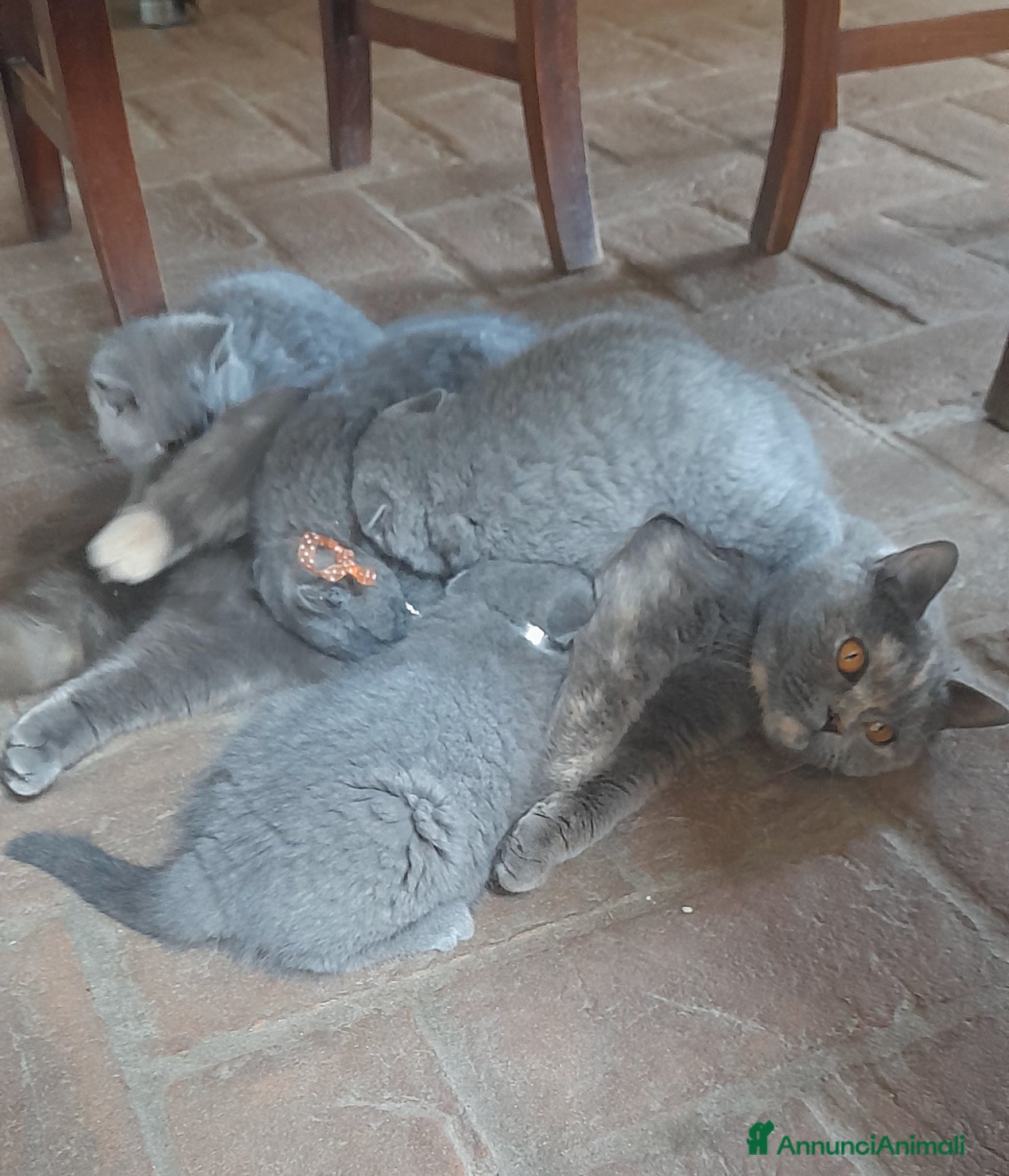 British gatti Gattini British Shorthair - Annuncio 2