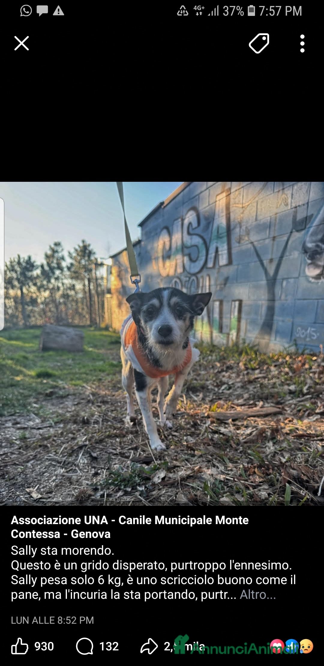 Meticcio cani ADOZ.DEL CUORE: almeno gli ultimi gg in una casa - Annuncio 11