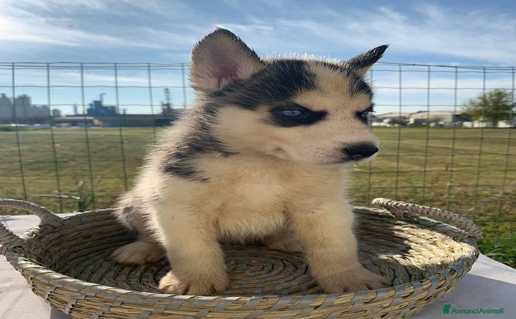 Husky cani - Annuncio 2