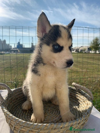 Husky cani - Annuncio 2