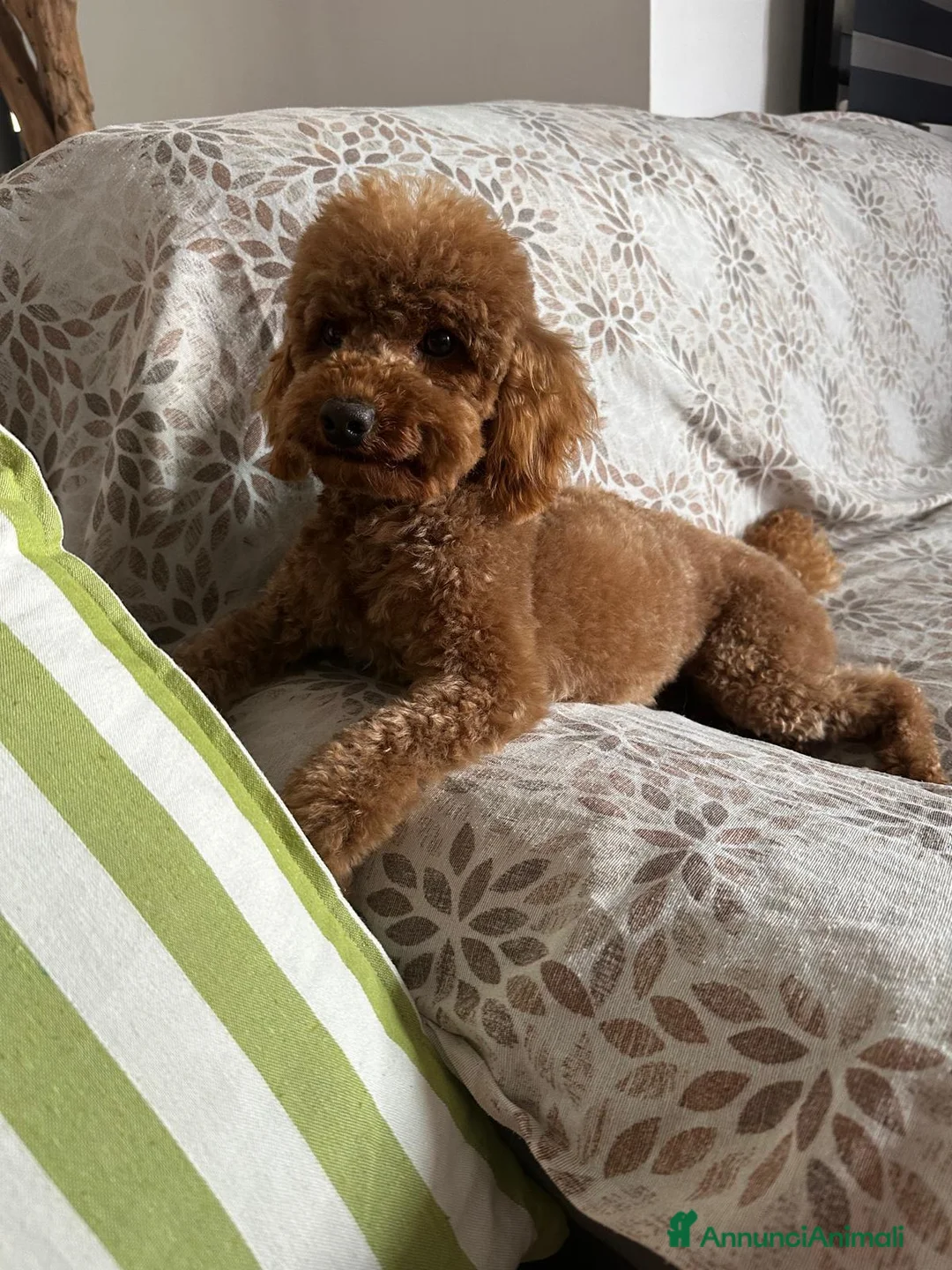 Meticcio cani in vendita: Figlia di Barboncina Toy e Barboncino Nano - Annuncio 2