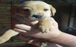 Labrador cani in vendita: Cuccioli di Labrador Retriever pronti a Città Metropolitana di Torino - Immagine 8