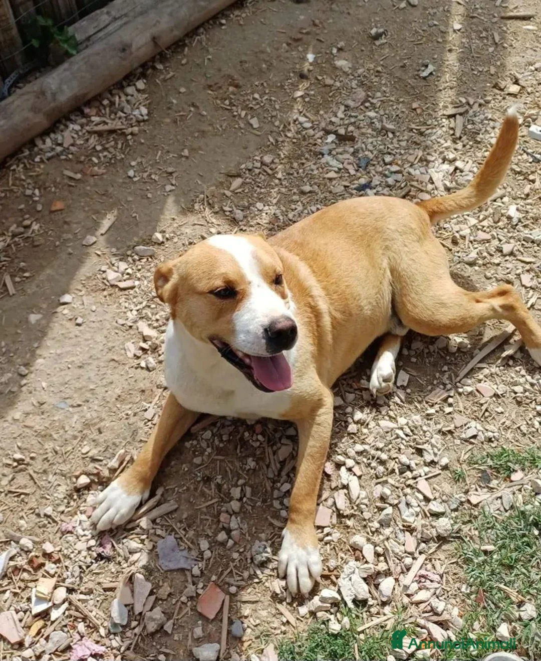 American Staffordshire cani in regalo: Amstaff cane cozza splendido 5anni ancora in box!! - Annuncio 3