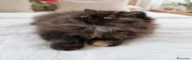 Persiano 3