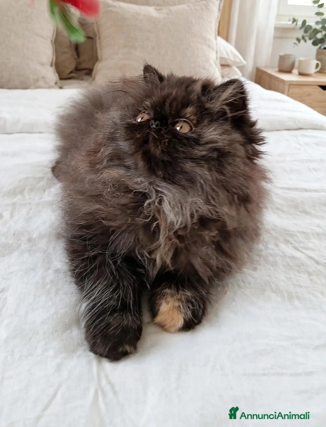 Persiano gatti in vendita: Cuccioli di persiano alta genealogia con pedigree a Provincia di Pavia - Annuncio 2