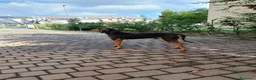 Segugio cani in regalo: Cane segugio  - Annuncio 4