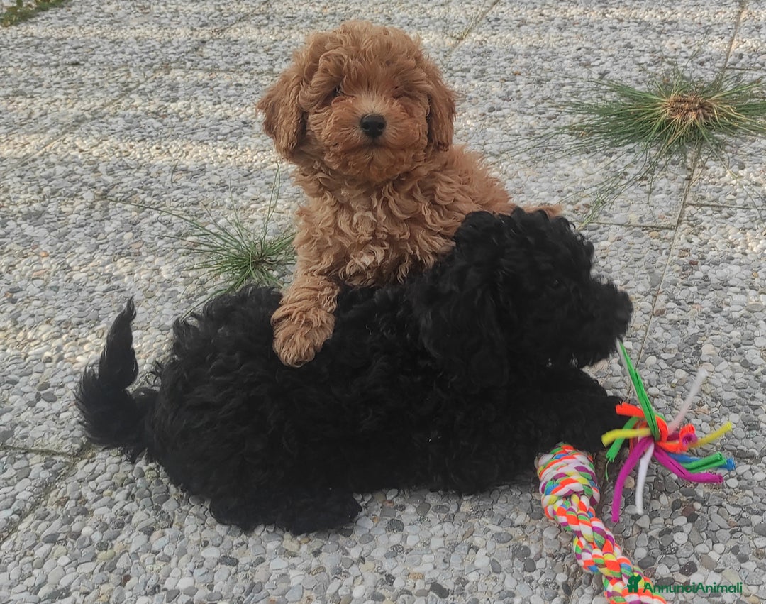 Immagine della galleria {{count}}