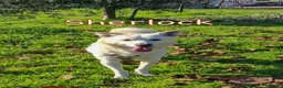 Meticcio cani in regalo: SHERLOCK 💙 nato per correre e giocare a Provincia di Vicenza - Annuncio 1